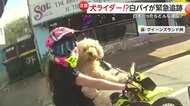 【仰天】犬がバイクを運転!?ハンドルに前脚かけ…白バイが緊急追跡　女性ライダーに反則金「暴れたら大変なことに」　オーストラリア