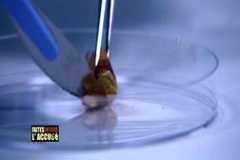 Faites entrer l'accusé