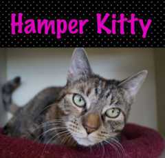 Hamper Kitty Ready for Her Forever Home