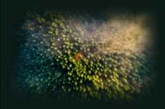 Overhead shot of a forest