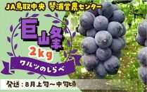 数量限定 鳥取県産ぶどう 巨峰 種なし 2kg