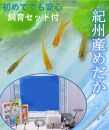 紀州産めだか彩り５匹セット＋初めての飼育セット付(事前準備ご不要)