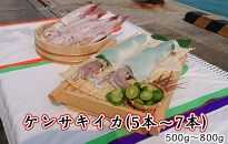 ケンサキイカ　700ｇ～800ｇ