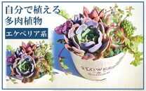 自分で植える多肉植物/エケベリア系苗※ピンセット付きBセット