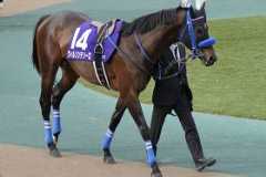 【ホープフルS】“クロワデュノールなんて目じゃない！”今年最後のG1！冬の中山で走る穴馬の法則、名門調教師絶賛の穴馬！