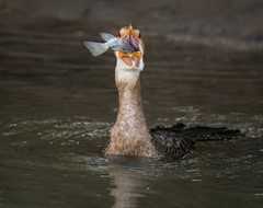 Long-Tailed Cormorant