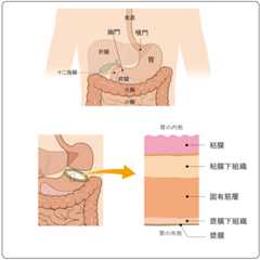 図１　胃の構造
