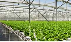 Advancements in Indoor Farming. (Photo/Hydro Produce)