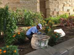 Volunteer pulls weeds near corn and marigold plantings
