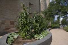 Three sisters planting (beans, corn and squash)