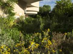 Goldenrod and milkweed in front of museum building