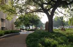 Large tree and low green plantings in curved garden beds outside museum