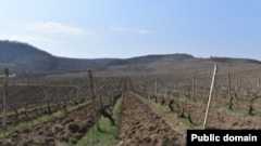Nagorno-Karabakh - A vineyeard near Chartar, March 22, 2023.