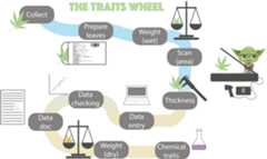 The different stages from collection, processing and curating data from the trait wheel.