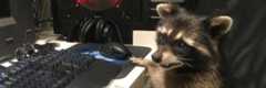 banner that has a raccoon at a keyboard