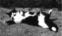 stylized image of cat