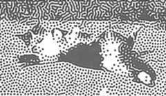 stylized image of cat