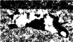 stylized image of cat