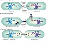 horizontal gene transfer