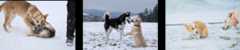 Search results for "Two dogs playing in the snow"
