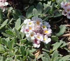 Phyla_nodiflora.jpg