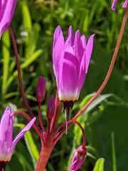 Primula_hendersonii.jpg