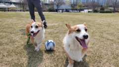 corgis