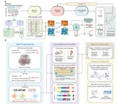 RhoFlod Overview