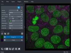 napari viewer with a multichannel image of cells displayed as two image layers: nuclei and membrane.