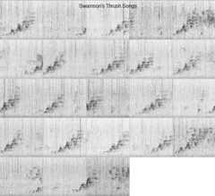 Illustration of spectrogram output from birdnet_spectro for Swainson's Thrush.