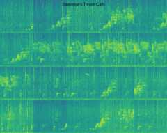 Alternative illustration of spectrogram output from birdnet_spectro for Swainson's Thrush, showing the of use different color schemes and plotting parameters.
