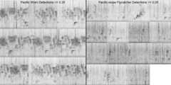 Illustration of the spectrogram outputs from birdnet_spectro from looping through two focal species.
