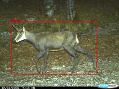 detections