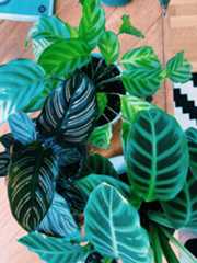 three types of calatheas: freddie, zebrina