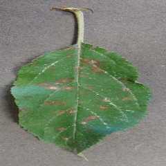 image5