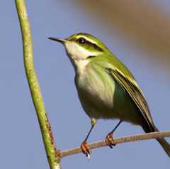 greater-cheeked of leaf-warbler