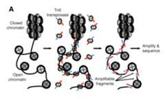 ATAC-seq overview