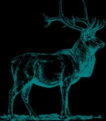 teal deer