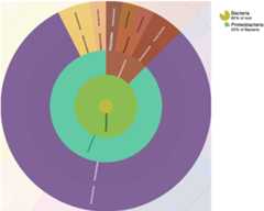 sunburst example
