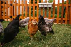 Backyardchickens