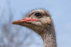 A close up of an ostrich's face