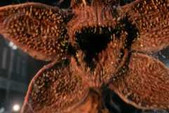 Stranger Things Season 5 Demogorgon
