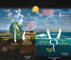 Carbon Cycle ORNL