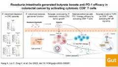 Visual abstract explaining Roseburia intestinalis generated butyrate boosts anti-PD-1 efficacy in colorectal cancer by activating cytotoxic CD8+ T cells