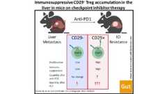 Visual abstract of Immunosuppressive CD29+ Treg accumulation in the liver in mice on checkpoint inhibitor therapy