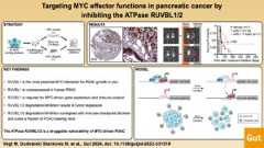 Visual abstract: Targeting MYC effector functions in pancreatic cancer by inhibiting the ATPase RUVBL1/2