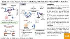 Visual abstract: ECM1 attenuates hepatic fibrosis by interfering with mediators of latent TGF-β1 activation