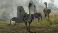A group of Moa in the valley.