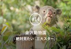 超VIPなコアラ、増えすぎ（？）カンガルー、マンモスみたいなゾウ、そしてカピバラ。金沢動物園で絶対見るべき三大スター＆ニューカマーを飼育員が徹底解説