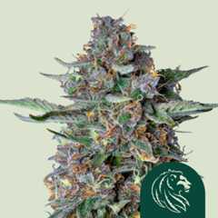 Entdecke die Winter-Essentials von Royal Queen Seeds für den Anbau in kälteren Monaten. Clevere Genetik, passendes Zubehör und Komfort für Winter-Grower.